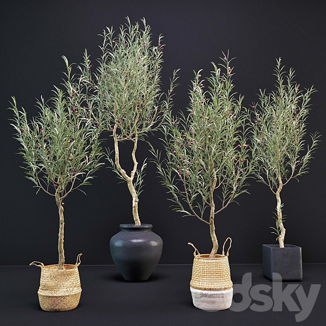 Olive Tree 3DSMax File - thumbnail 1