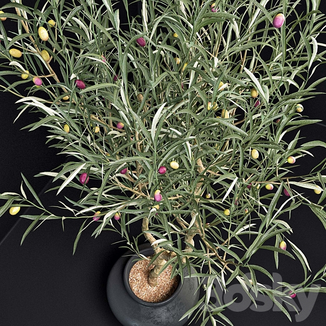 Olive Tree 3DSMax File - thumbnail 3