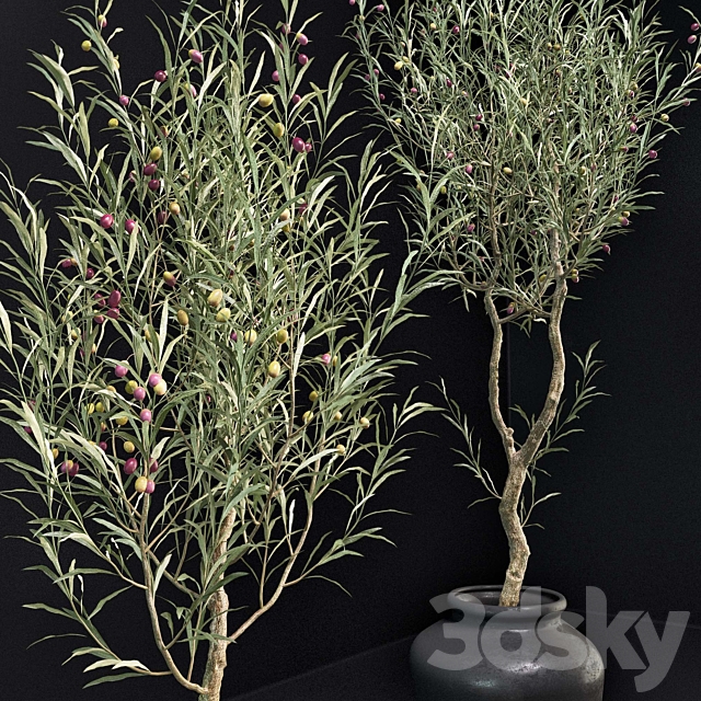 Olive Tree 3DSMax File - thumbnail 4