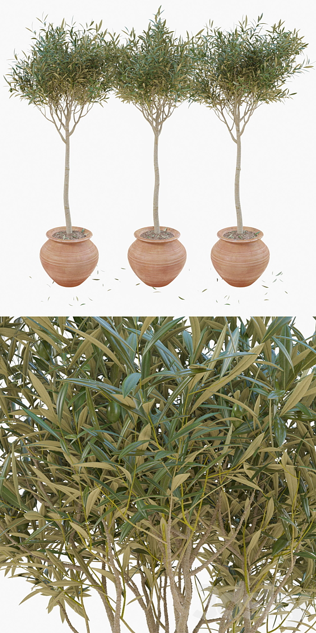 Olive tree in a pot 3DS Max Model - thumbnail 2