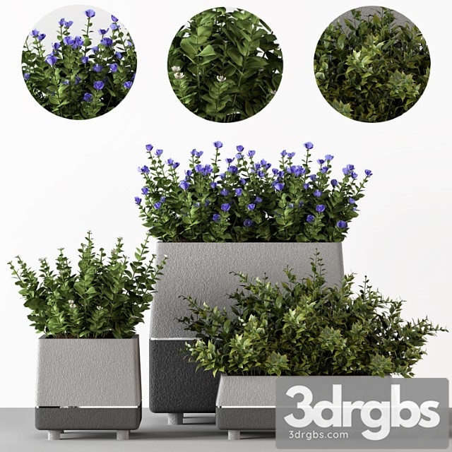 Outdoor Bushes In Concrete Pots 3dsmax Download - thumbnail 1