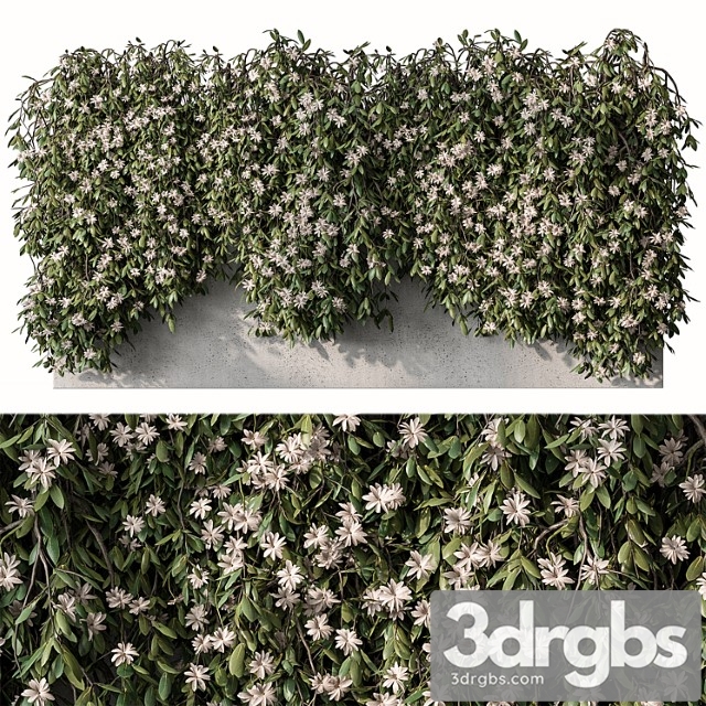 Outdoor hanging plants with white flower – set 390 - thumbnail 1