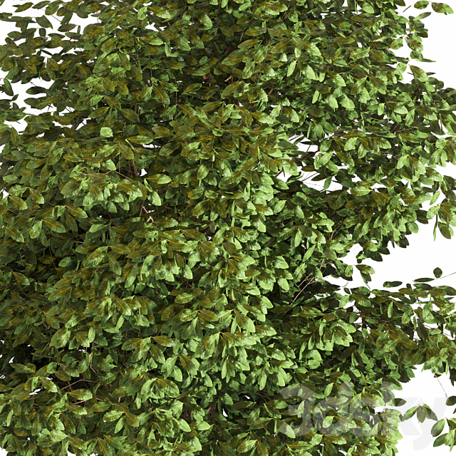 Outdoor plant 05 3DSMax File - thumbnail 3