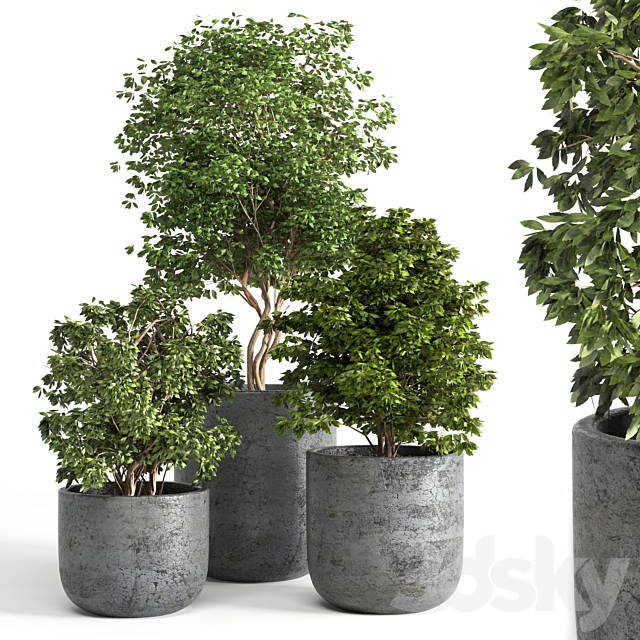 Outdoor plant 06 3ds Max - thumbnail 1