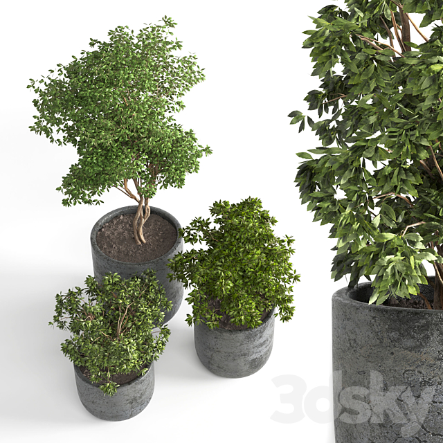 Outdoor plant 06 3ds Max - thumbnail 2