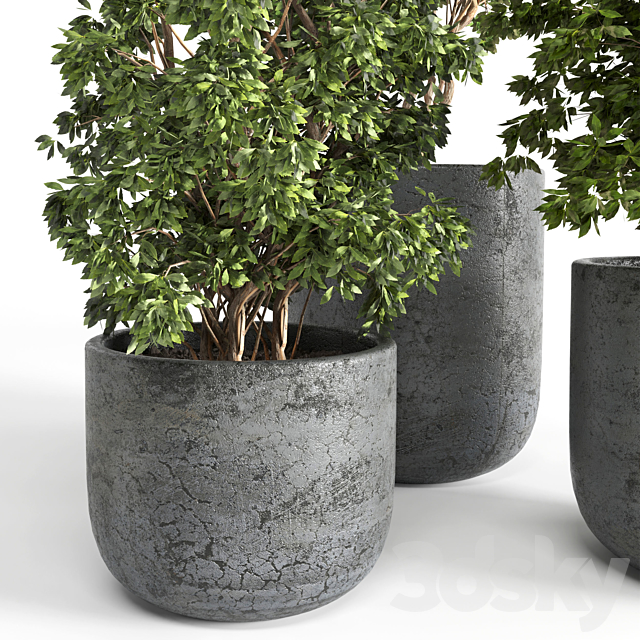 Outdoor plant 06 3ds Max - thumbnail 3