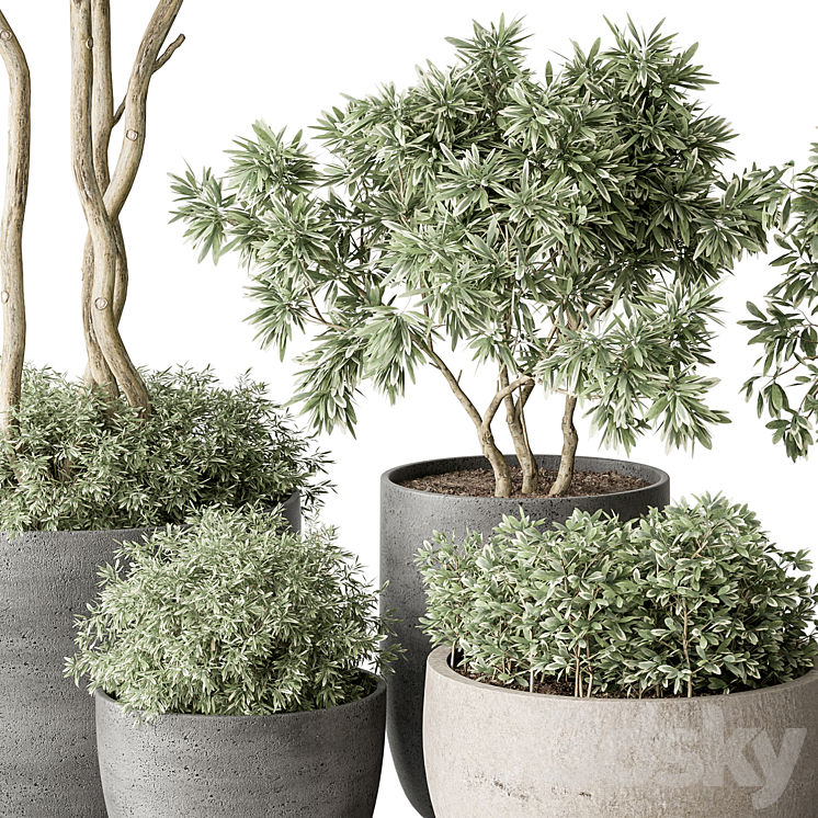 Outdoor Plant 488 – Pine Plants 3DS Max Model - thumbnail 2