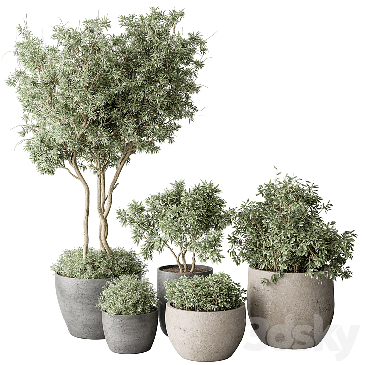 Outdoor Plant 488 – Pine Plants 3DS Max Model - thumbnail 3