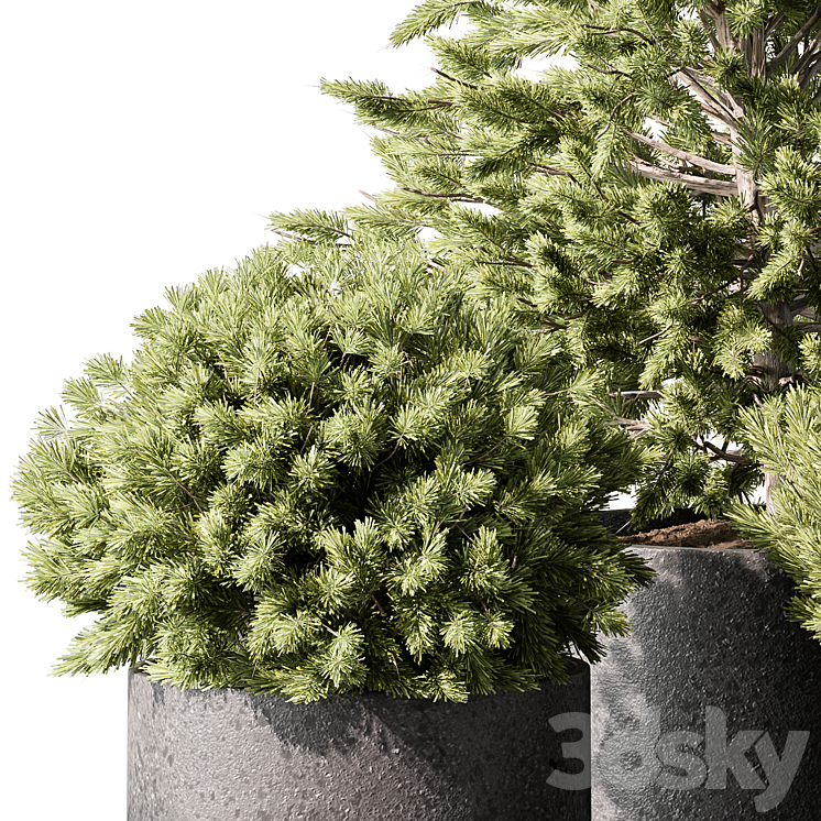 Outdoor Plant 496 – Pine Plants 3DS Max Model - thumbnail 2