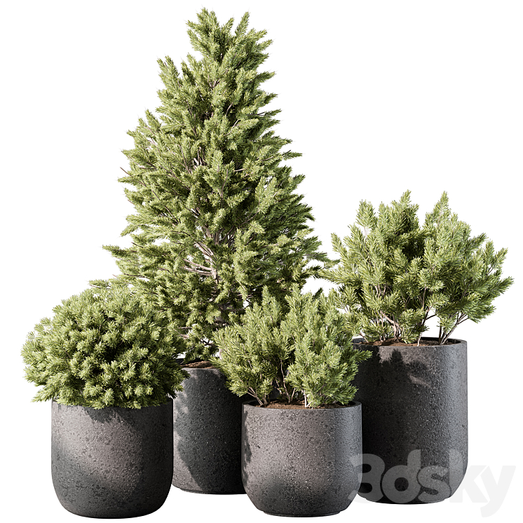 Outdoor Plant 496 – Pine Plants 3DS Max Model - thumbnail 3