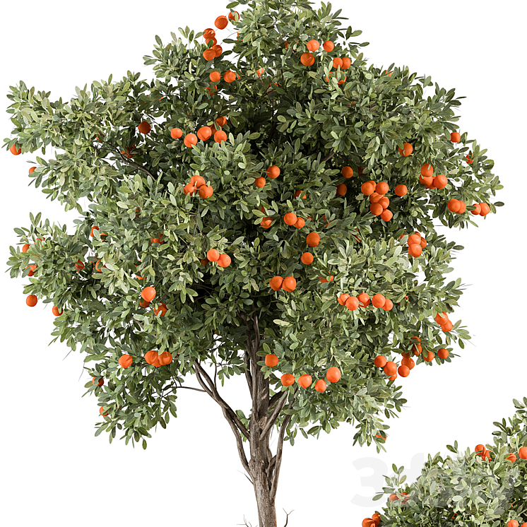 Outdoor Plant 513 – Orange Tree 3DS Max Model - thumbnail 2