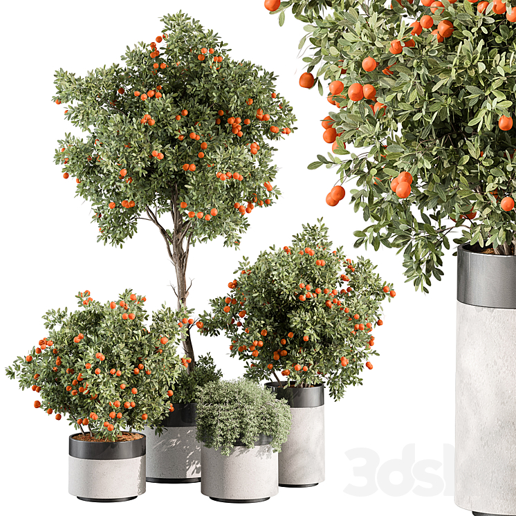 Outdoor Plant 513 – Orange Tree 3DS Max Model - thumbnail 3