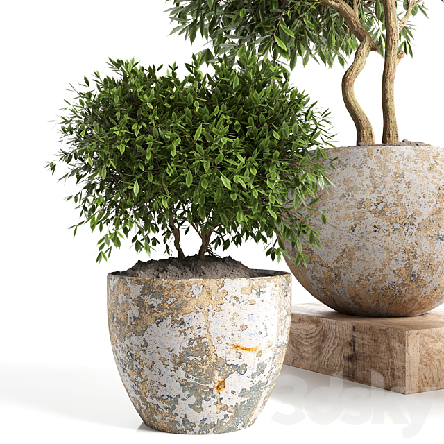 Outdoor plant in concrete pot 12 3DS Max Model - thumbnail 3