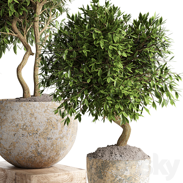 Outdoor plant in concrete pot 12 3DS Max Model - thumbnail 4