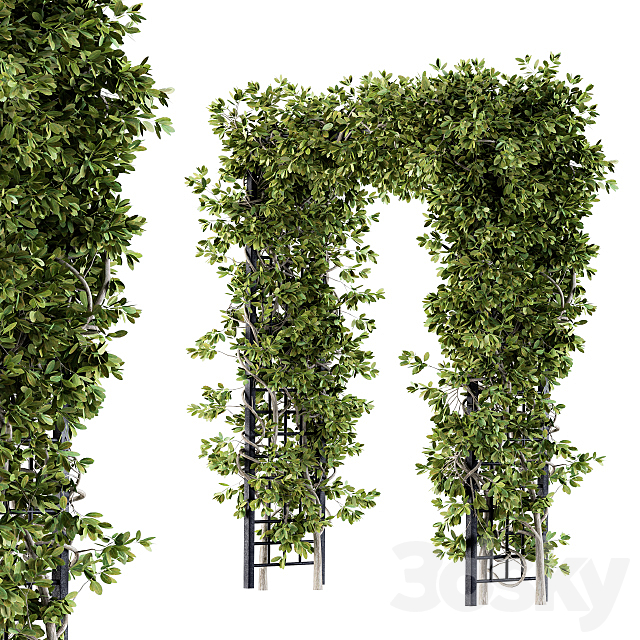 Outdoor Plant Set 121 – Pergola Ivy 3DS Max Model - thumbnail 2