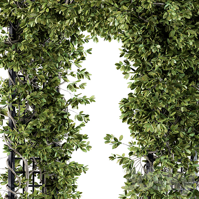 Outdoor Plant Set 121 – Pergola Ivy 3DS Max Model - thumbnail 4