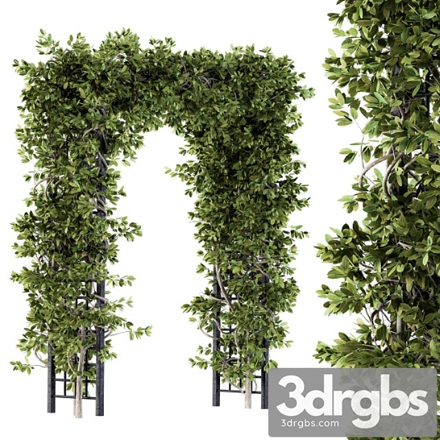 Outdoor plant set 121 – pergola ivy - thumbnail 1