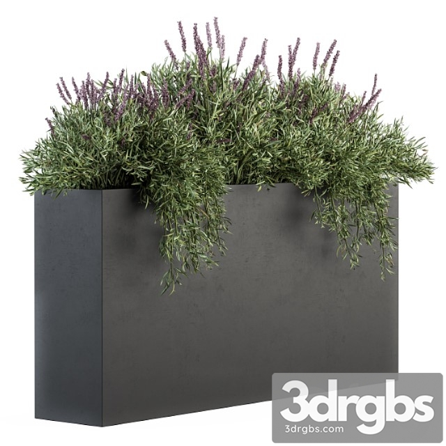 Outdoor plant set 163 – plant box laveneder - thumbnail 1