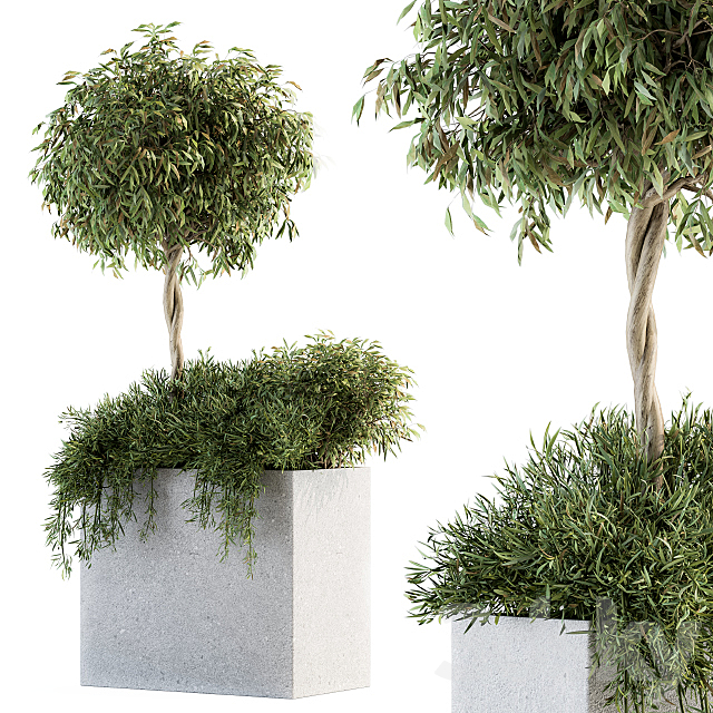 Outdoor Plant Set 172 – Plant Box tree 3DS Max Model - thumbnail 2