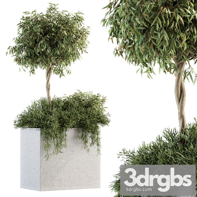 Outdoor Plant Set 172 Plant Box Tree 3dsmax Download - thumbnail 1