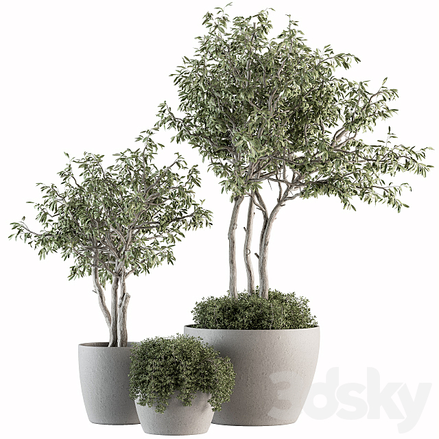 Outdoor Plant Set 182 – Tree Plant in Pot 3DSMax File - thumbnail 1