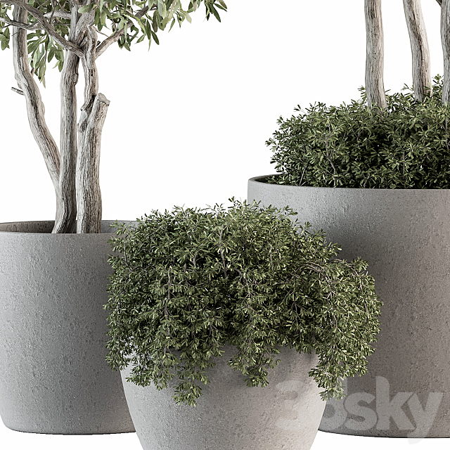 Outdoor Plant Set 182 – Tree Plant in Pot 3DSMax File - thumbnail 2