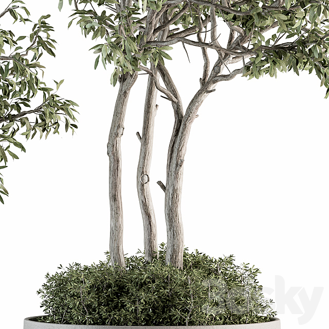 Outdoor Plant Set 182 – Tree Plant in Pot 3DSMax File - thumbnail 3