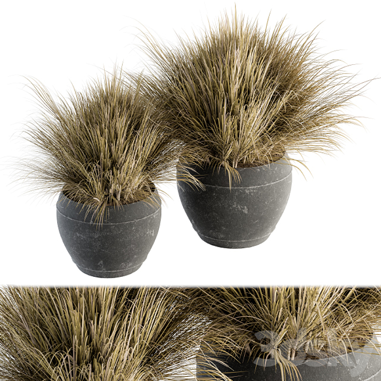 Outdoor Plant Set 204 – Dried Grass in Pot 3DS Max - thumbnail 1