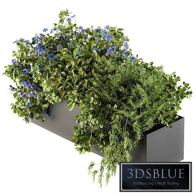 Outdoor Plant Set 208 – Plant Box Blue Flower 3DS Max - thumbnail 3