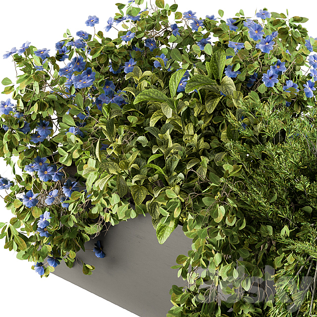 Outdoor Plant Set 208 – Plant Box Blue Flower 3DSMax File - thumbnail 3