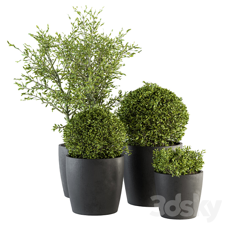 Outdoor Plant Set 209 – Plant and Tree in Pot 3DS Max - thumbnail 1