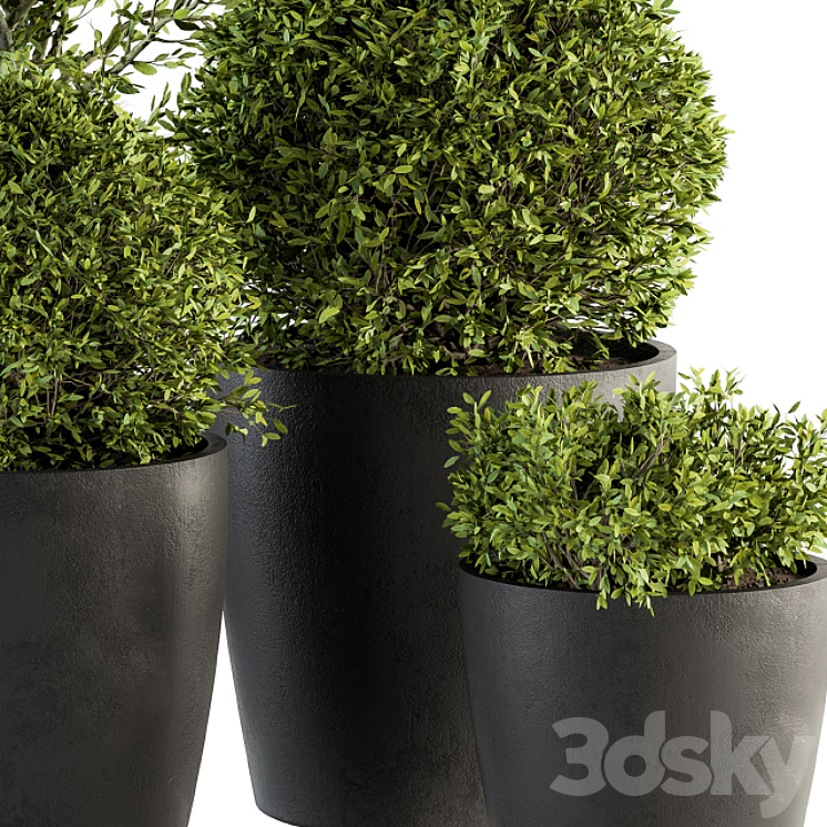 Outdoor Plant Set 209 – Plant and Tree in Pot 3DS Max - thumbnail 2