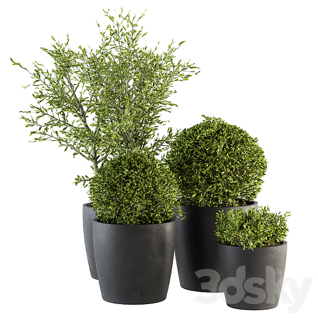 Outdoor Plant Set 209 – Plant and Tree in Pot 3DSMax File - thumbnail 1