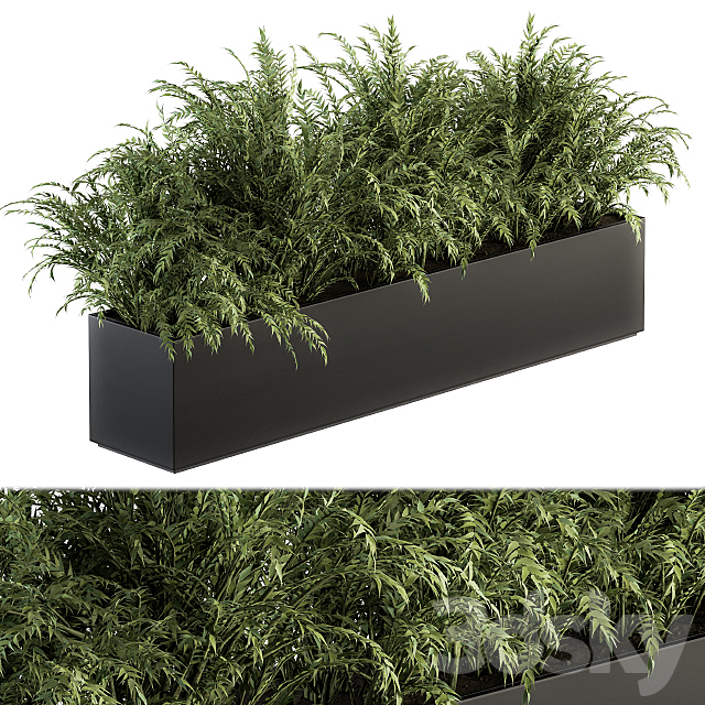 Outdoor Plant Set 232 – Polypodiales in Plant Box 3ds Max - thumbnail 1