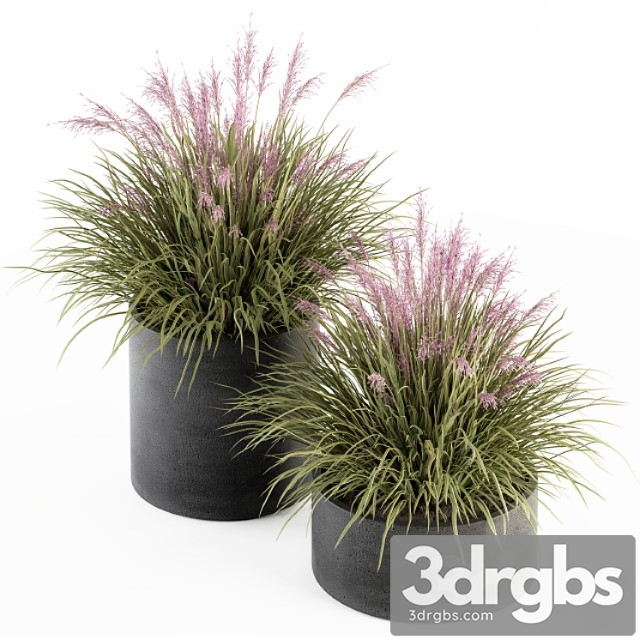 Outdoor plant set 246 – grass in pot - thumbnail 1