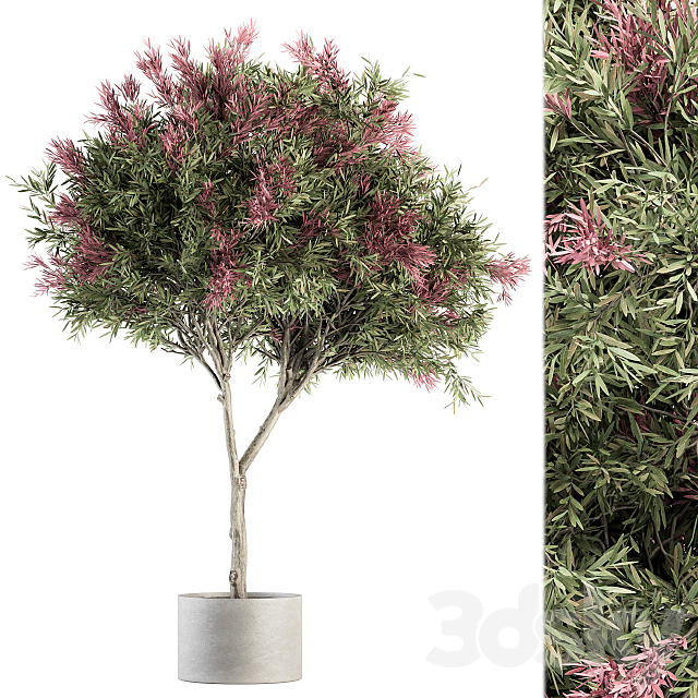 Outdoor Plant Set 265 – Crape Myrtle in Pot 3DSMax File - thumbnail 1