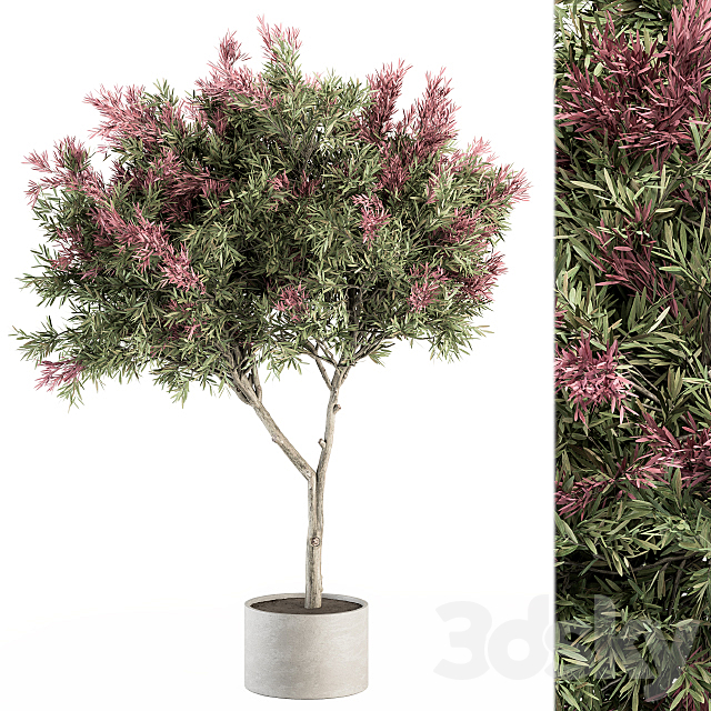 Outdoor Plant Set 265 – Crape Myrtle in Pot 3DSMax File - thumbnail 2