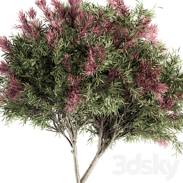 Outdoor Plant Set 265 – Crape Myrtle in Pot 3DSMax File - thumbnail 3