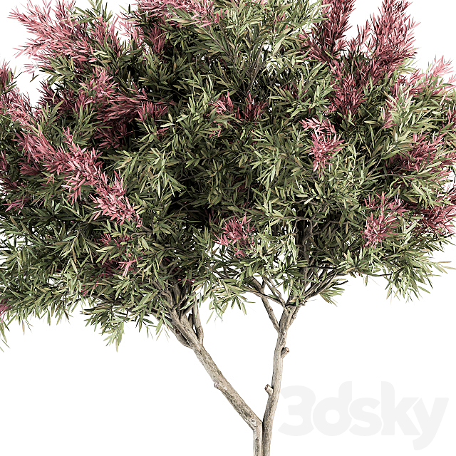 Outdoor Plant Set 265 – Crape Myrtle in Pot 3DSMax File - thumbnail 4