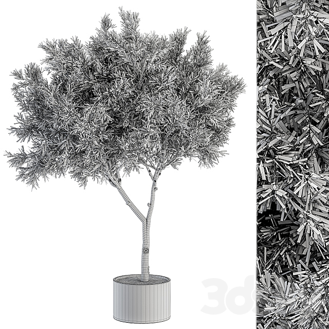 Outdoor Plant Set 265 – Crape Myrtle in Pot 3DSMax File - thumbnail 5