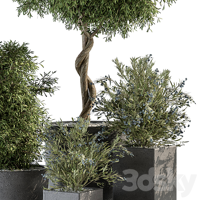 Outdoor Plant Set 273 – Plant Set in Concrete Pot 3DS Max Model - thumbnail 2