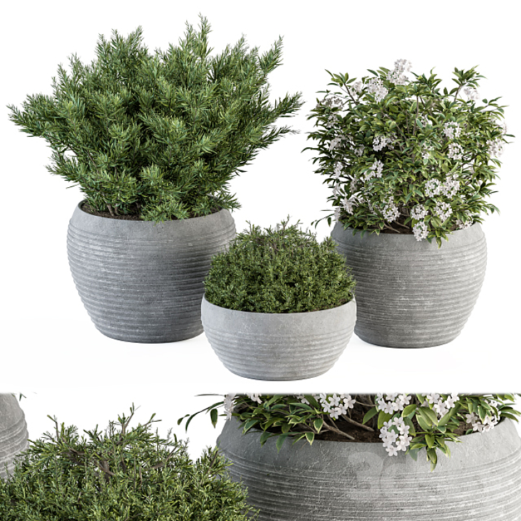 Outdoor Plant Set 301 – Plants in Gray Pot 3DS Max Model - thumbnail 3