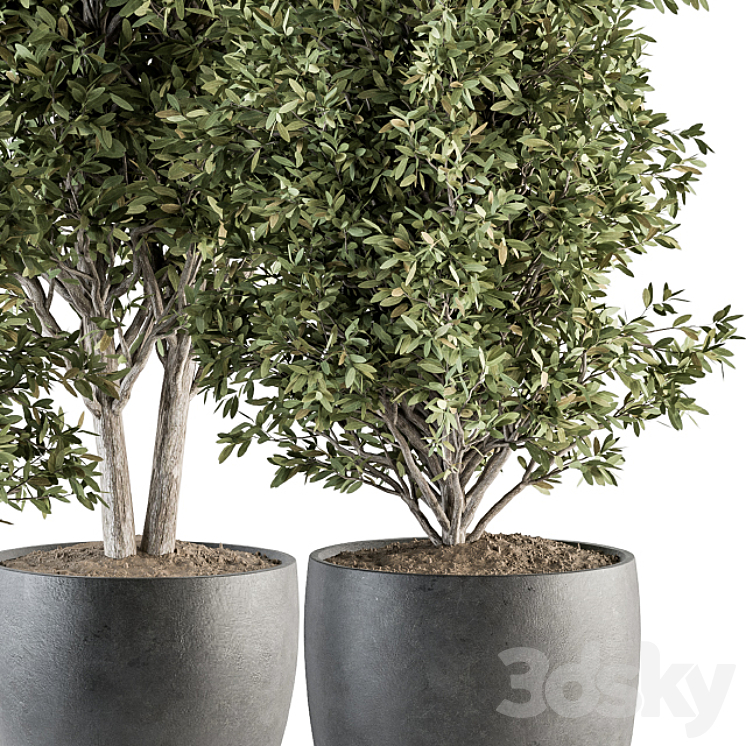 Outdoor Plant Set 306- Plant and Tree Set 3DS Max - thumbnail 2