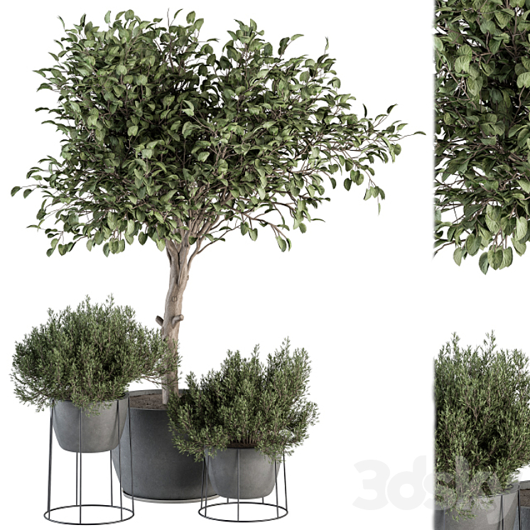 Outdoor Plant Set 323- Plant and Tree Set 3DS Max Model - thumbnail 3