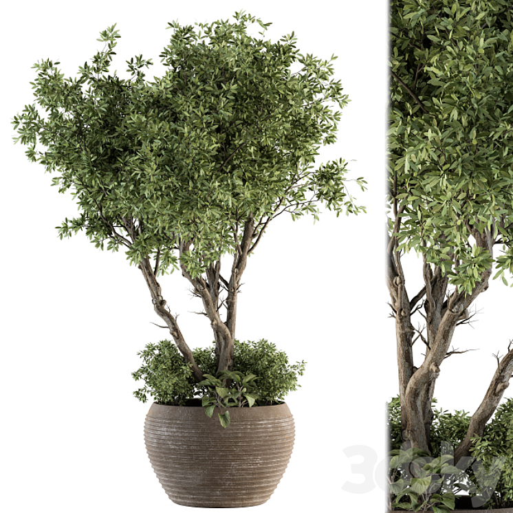 Outdoor Plant Set 327 – Plant Set in Big Pot 3DS Max Model - thumbnail 3