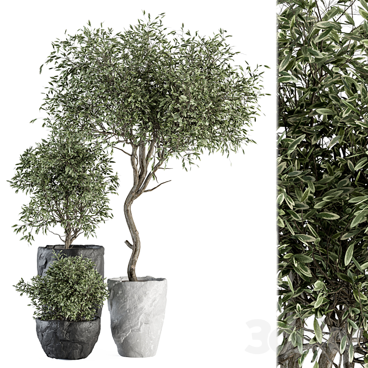 Outdoor Plant Set 363 – Plant Set in Stone Pot 3DS Max Model - thumbnail 3
