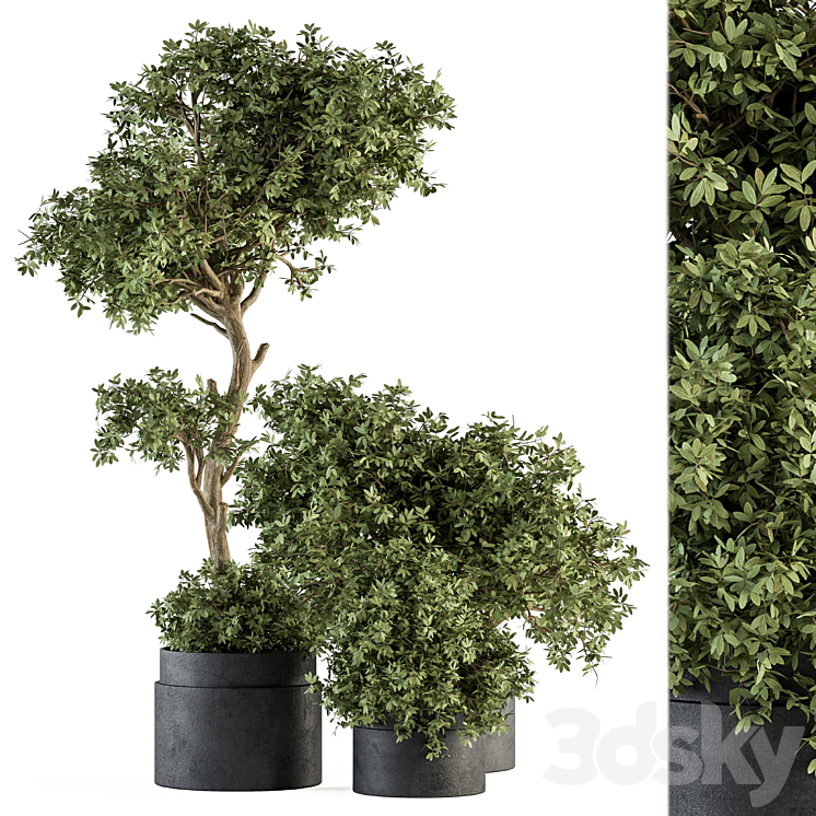Outdoor Plant Set 373 – Plant Set in Concrete Pot 3DS Max Model - thumbnail 1