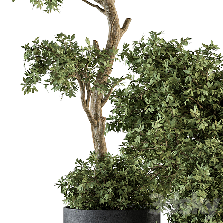 Outdoor Plant Set 373 – Plant Set in Concrete Pot 3DS Max Model - thumbnail 2