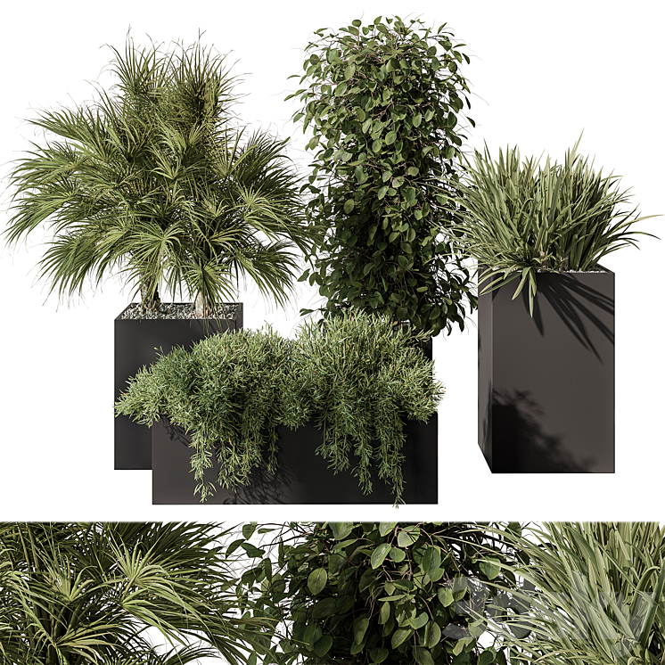 Outdoor Plant Set 402 – Plant Set in Plant Box 3DS Max Model - thumbnail 1