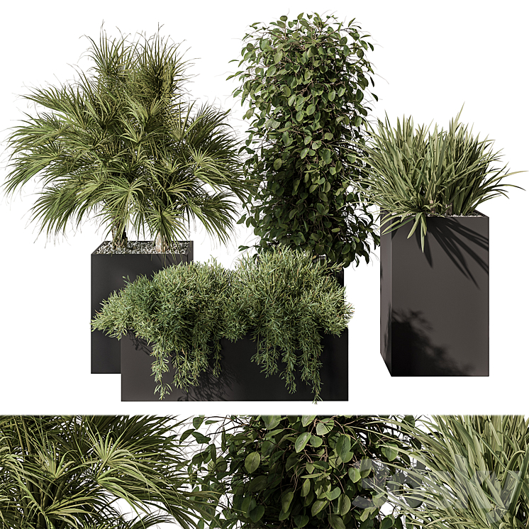 Outdoor Plant Set 402 – Plant Set in Plant Box 3DS Max - thumbnail 1